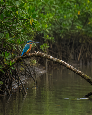 Sundarban Tiger Reserve – Kolkata