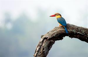 Delhi – Guwahati by Air  (Early Morning Flight)- Kaziranga (Approx. 225 km, 5 hrs)