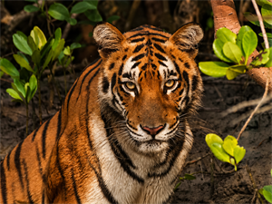 Sundarban Tiger Reserve – Kolkata(Back)