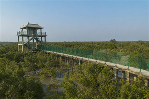 Sundarban Tiger Reserve – Kolkata(Back)
