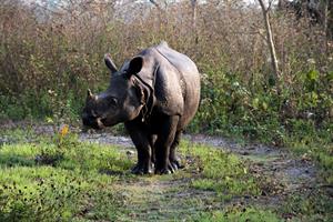 Kaziranga – Jorhat (Golf Resort) 