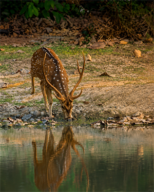 Sundarban Tiger Reserve – Kolkata